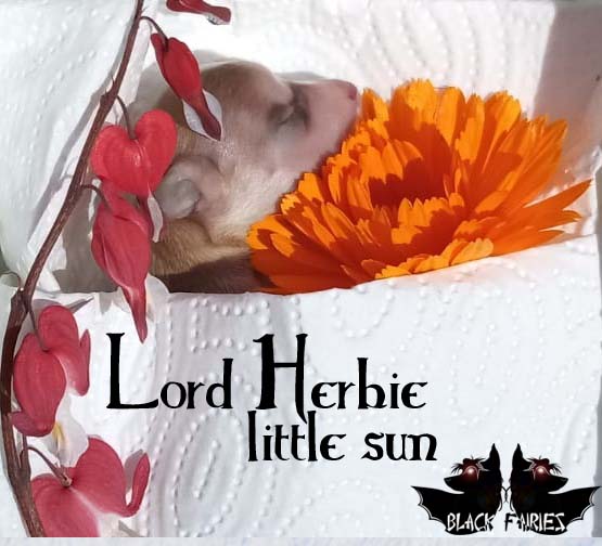 BlackFairies Lord *Herbie* little sun